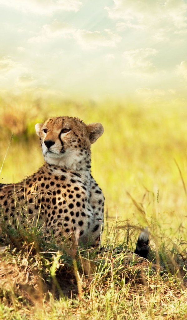 Гепард в африканской саванне