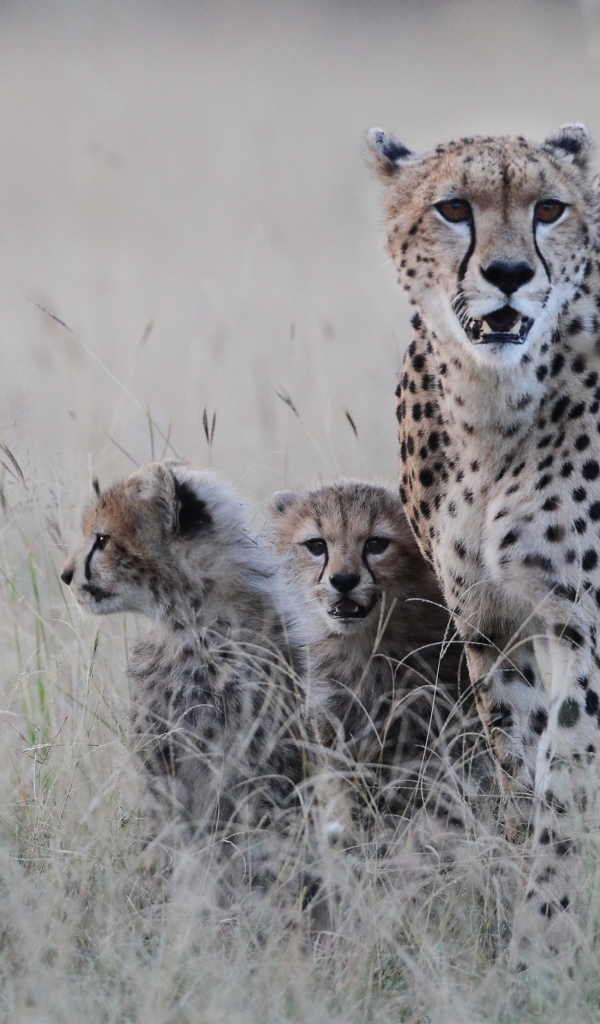 Гепард с котятами
