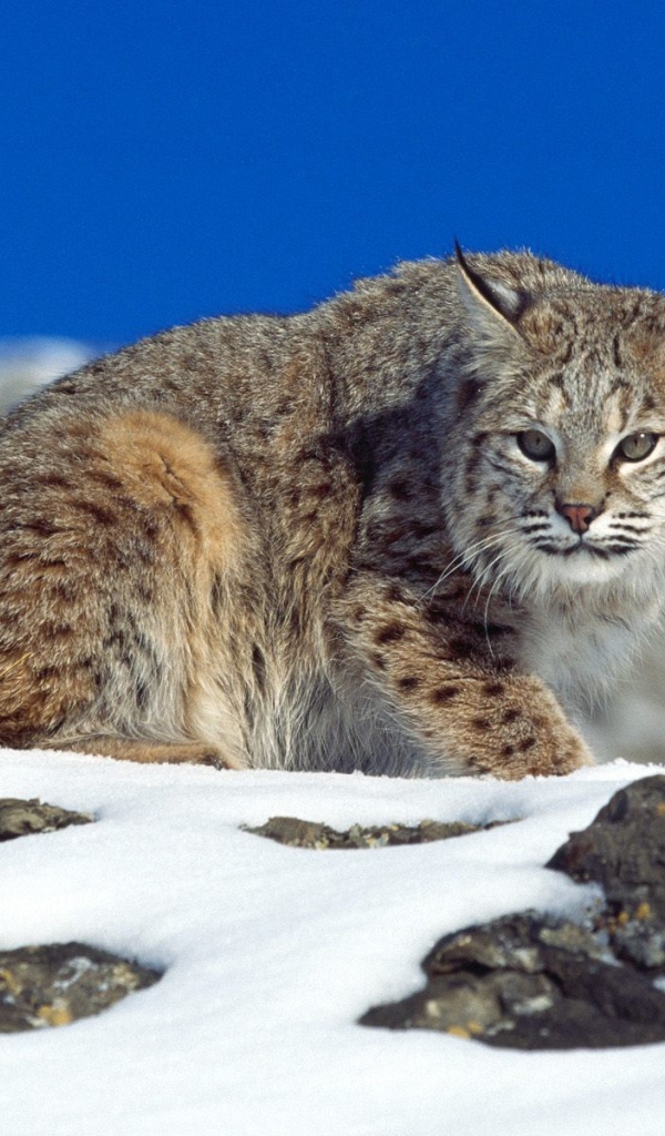 Рысь на снегу