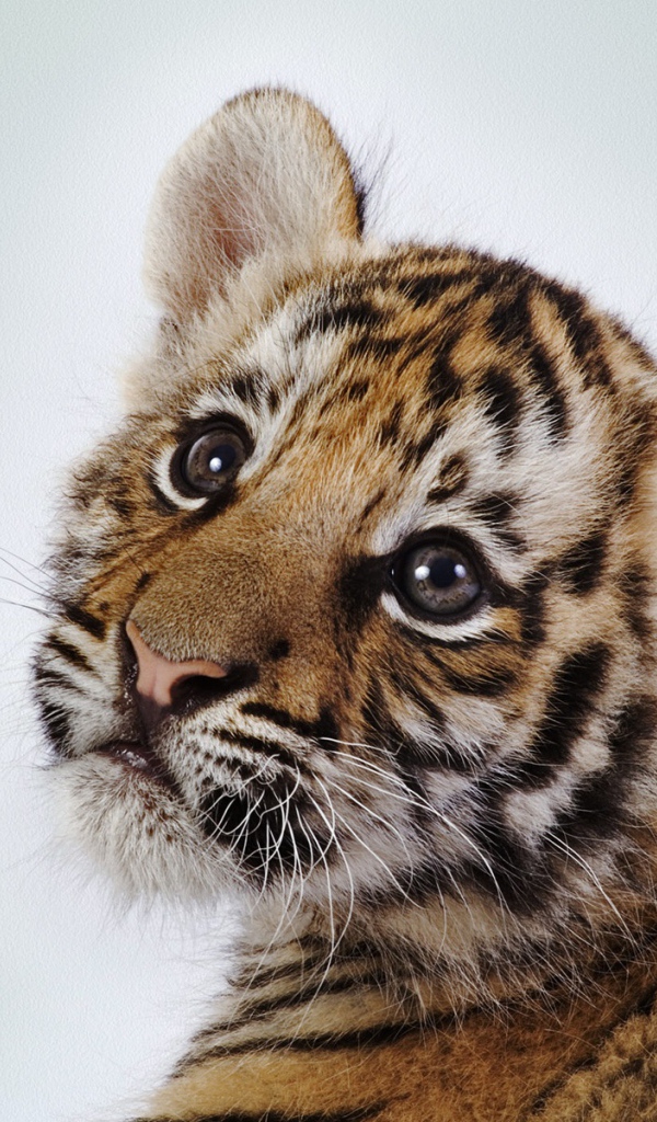 Милый тигренок