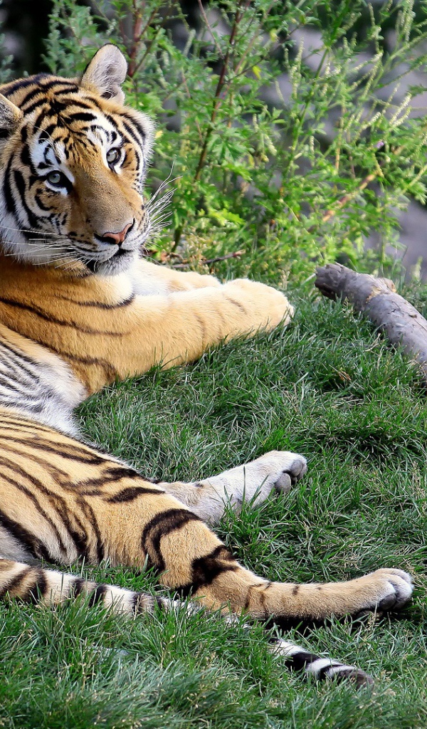 Отдыхающая тигрица