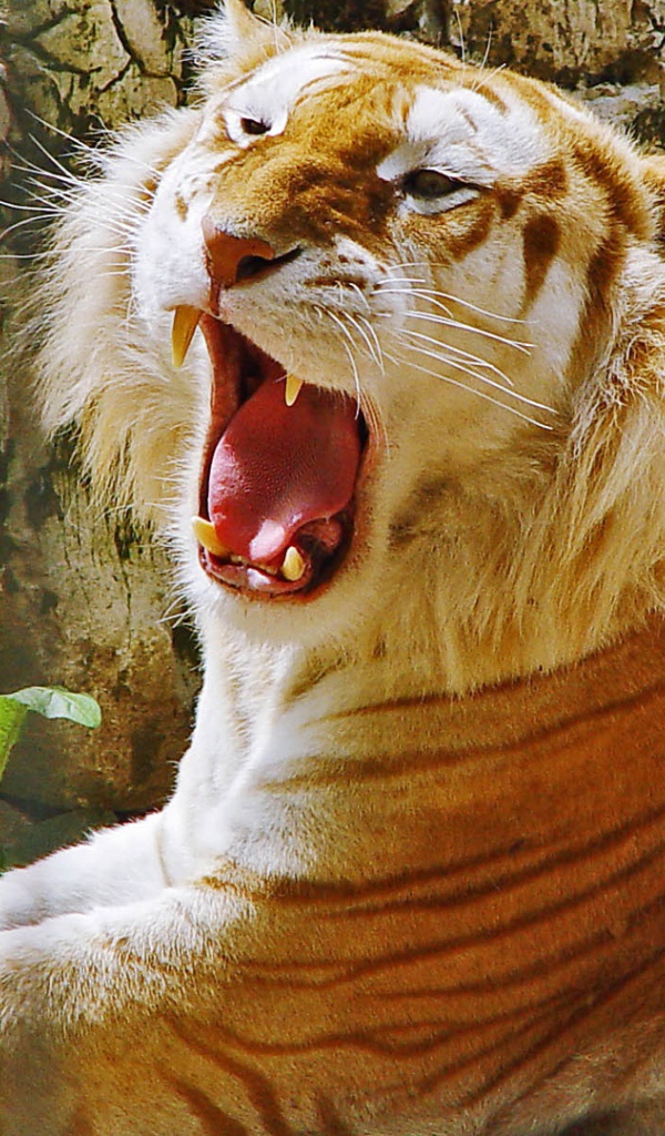 Золотой тигр