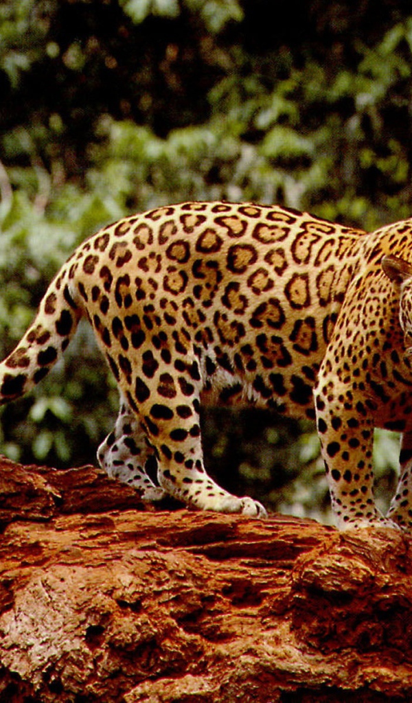 Великолепный ягуар