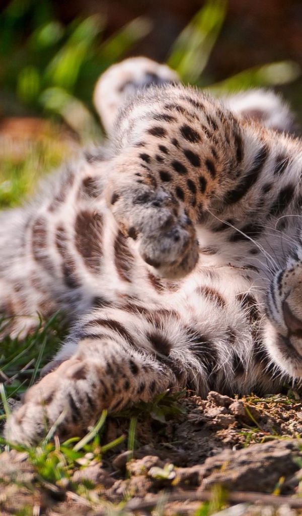 Детеныш ягуара