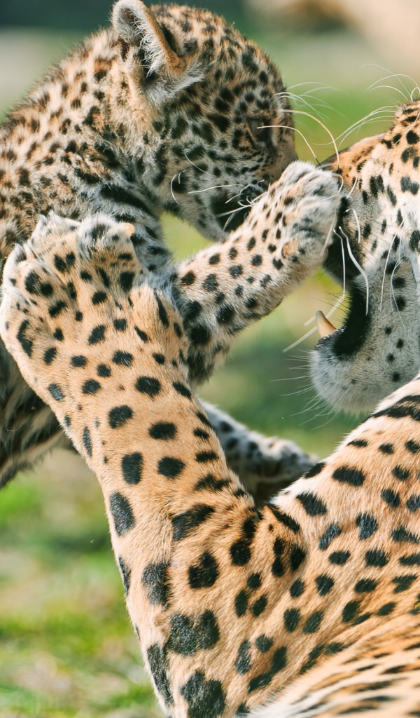 Детеныш ягуара с матерью