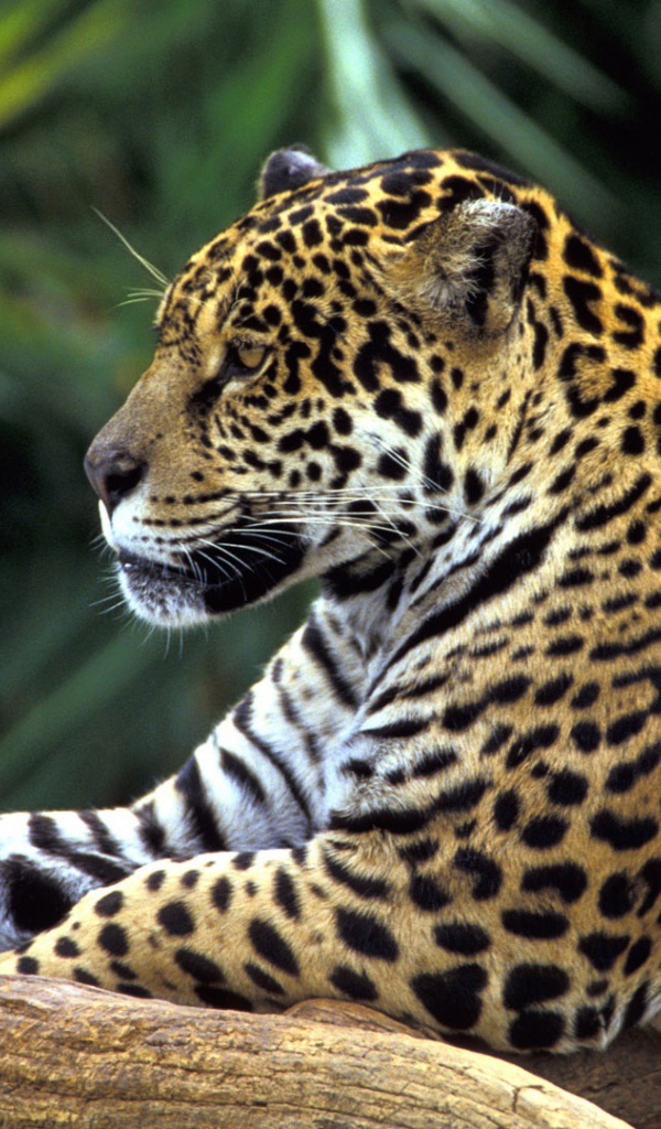 Ягуар в джунглях Амазонки