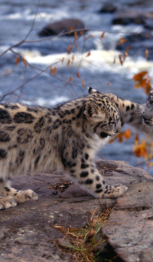 Котята барса играют