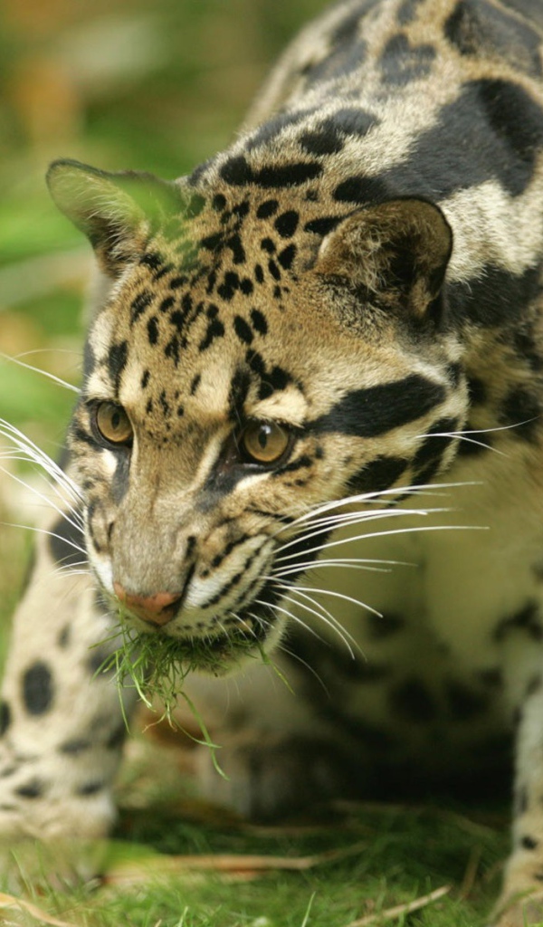 Леопард с травой в зубах