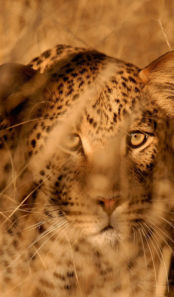 Леопард в засаде