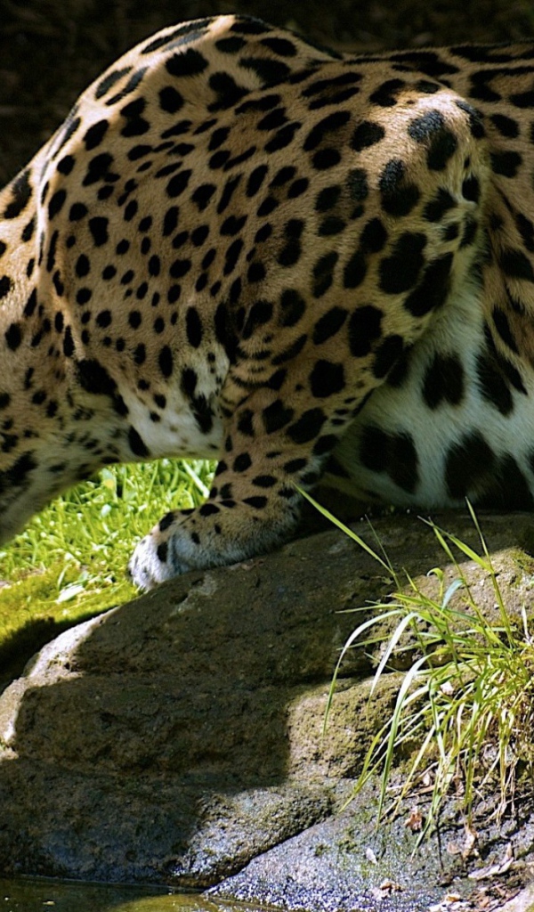 Леопард пьет воду с камня