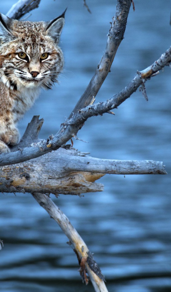 Леопард на сухой  ветке