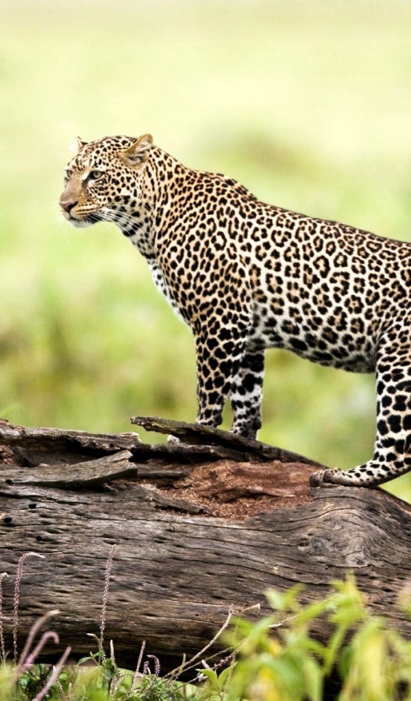 Леопард на природе