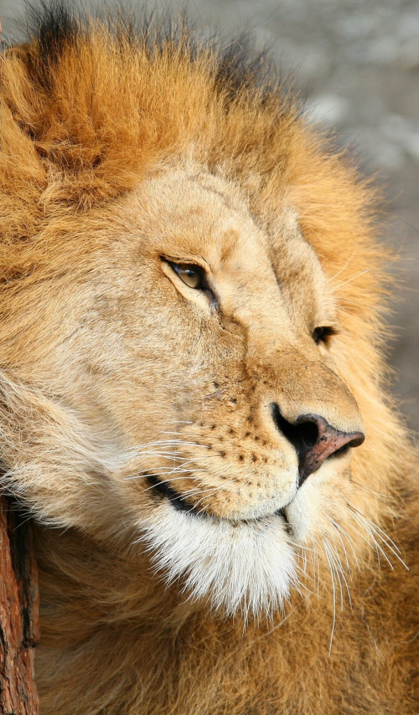 Лев трется о дерево