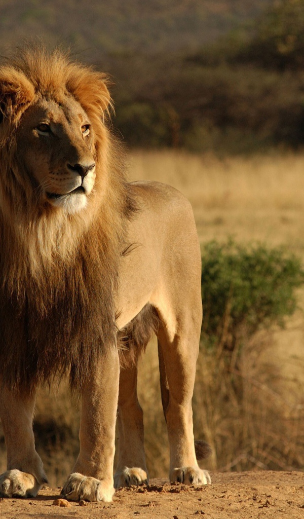 Лев царь зверей