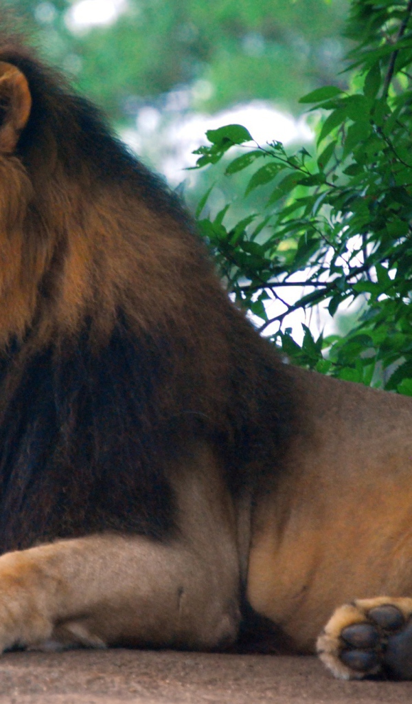 Царь зоопарка - Лев