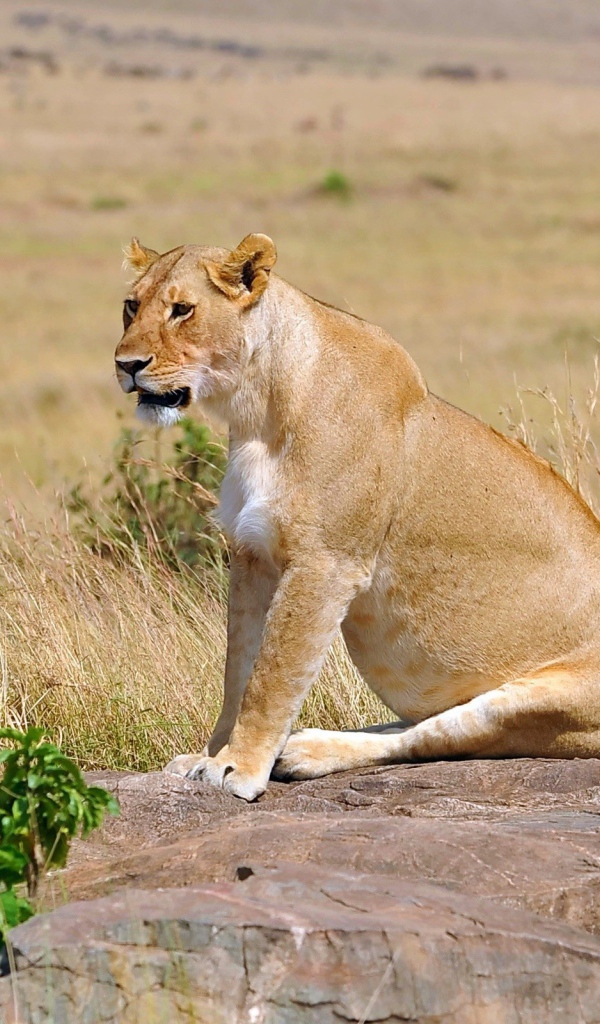 Львица сидит на камнях