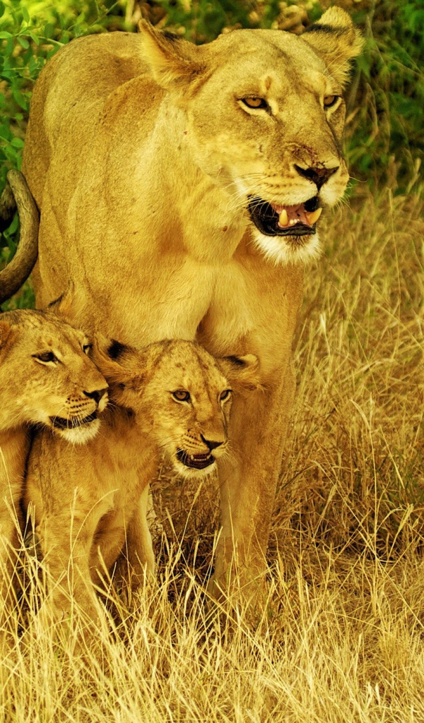 Львица со своими детьми