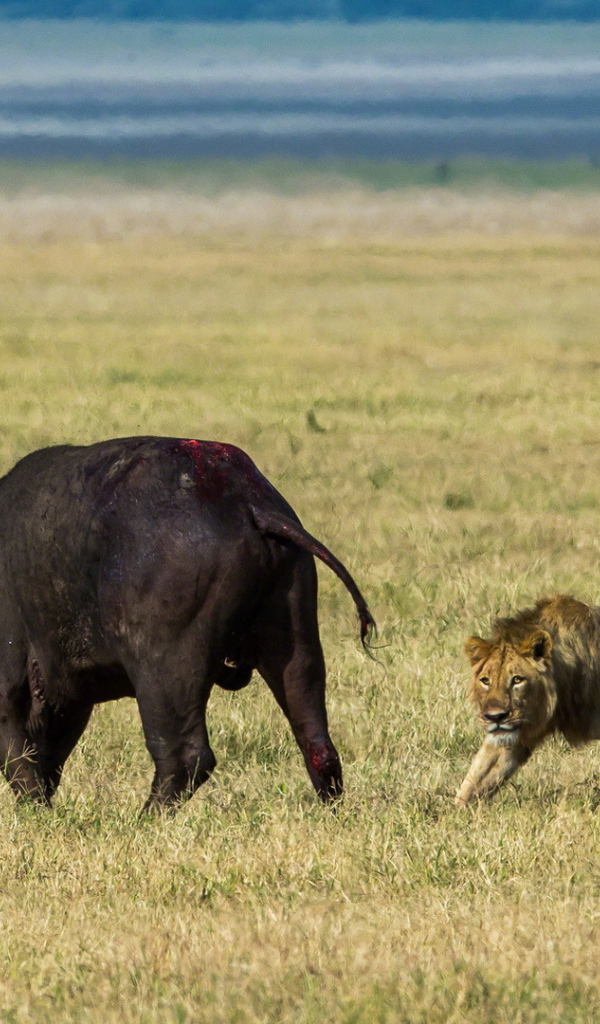 Львы на охоте