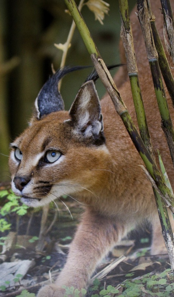 Рысь на охоте