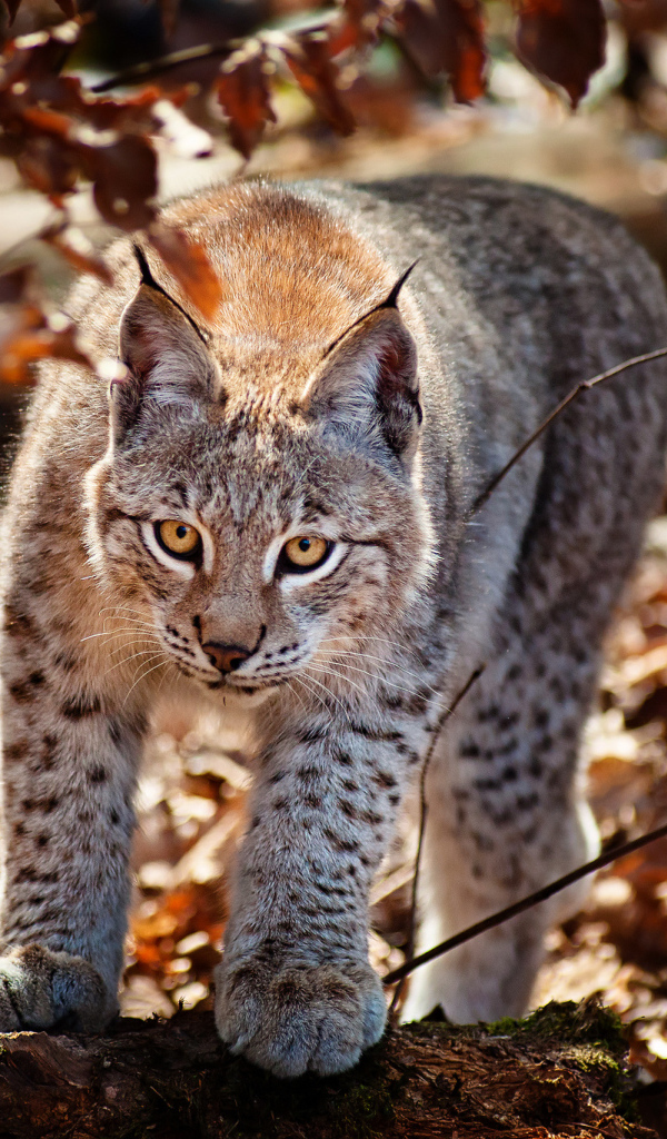 Рысь в осеннем лесу