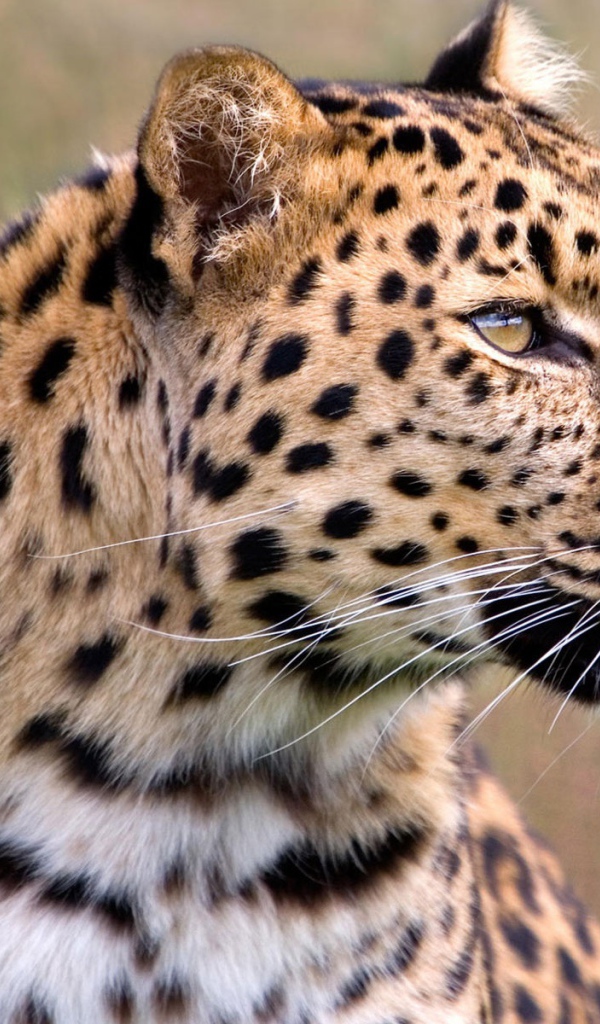 Леопард в дикой природе