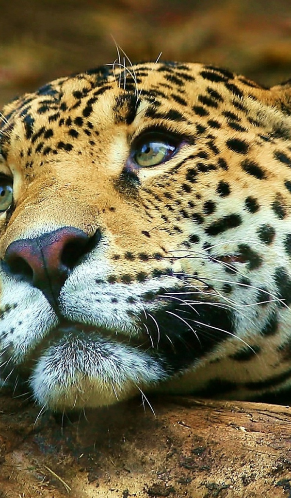 Грустный тигр