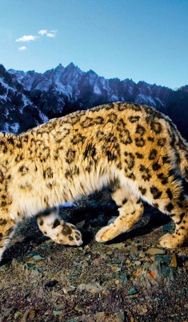 Снежный леопард