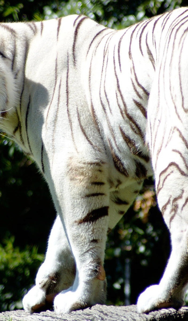 Редкий белый тигр