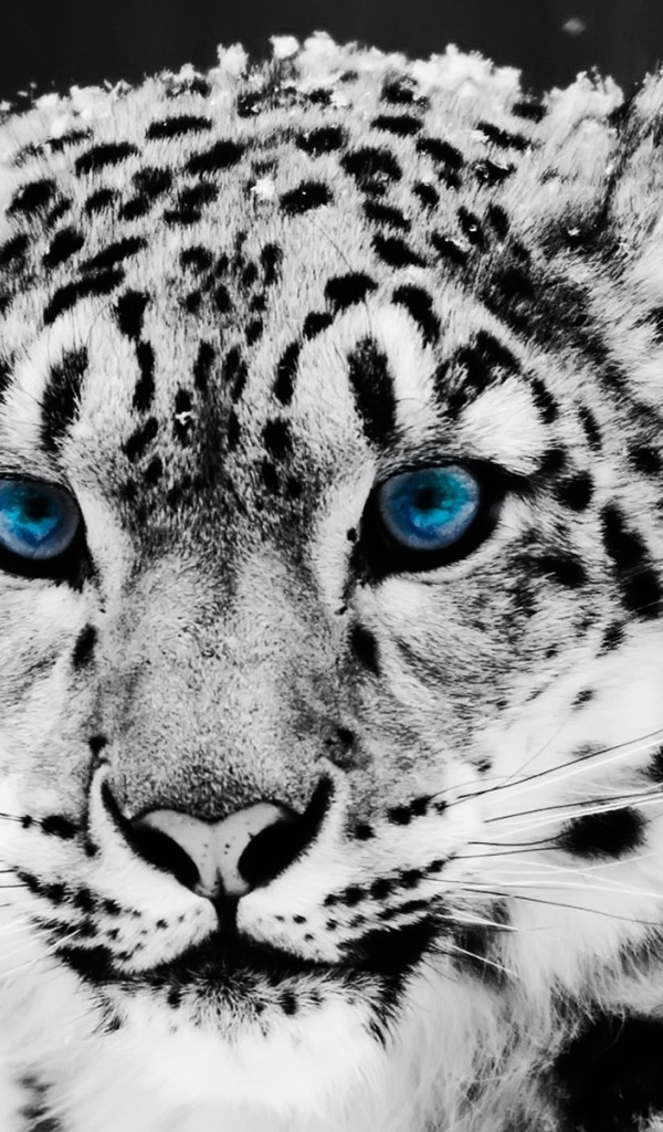 Голубоглазый снежный леопард