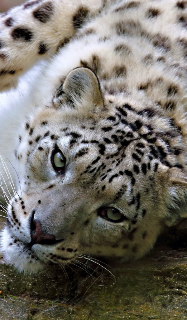 Снежный барс лежит на камне