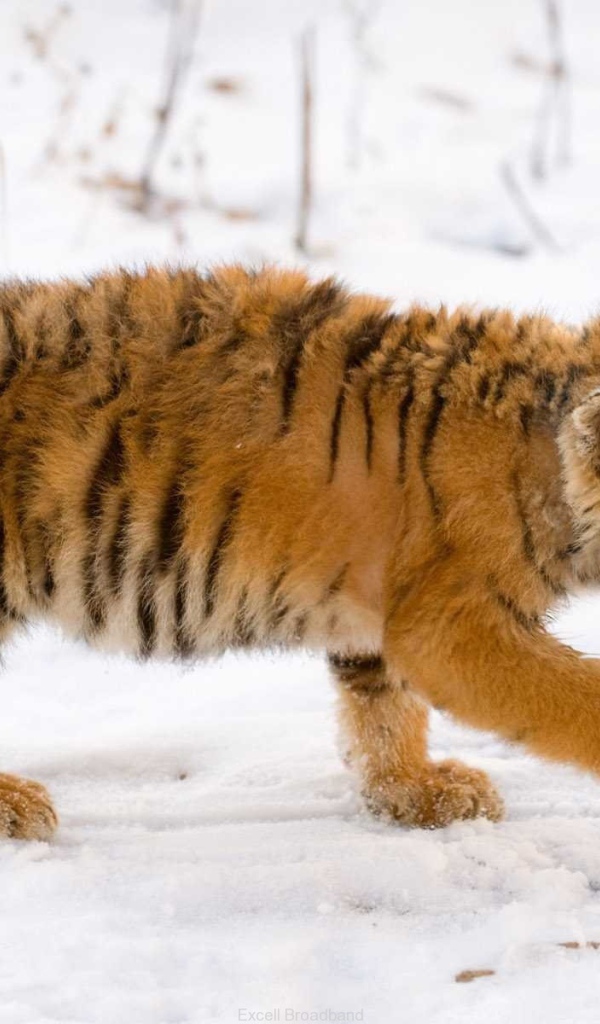 Тигренок на снегу