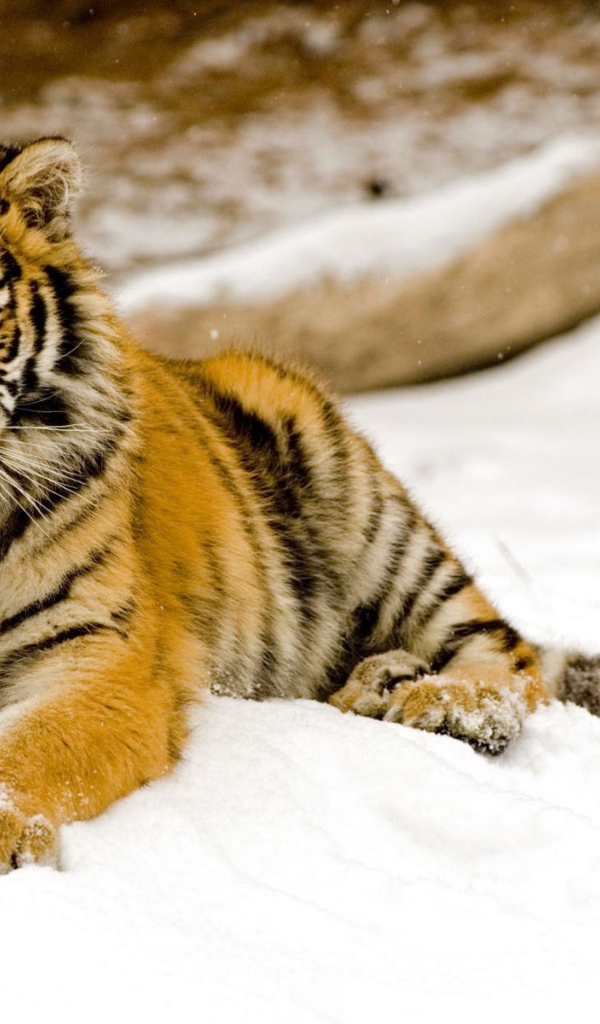 Тигр на снегу
