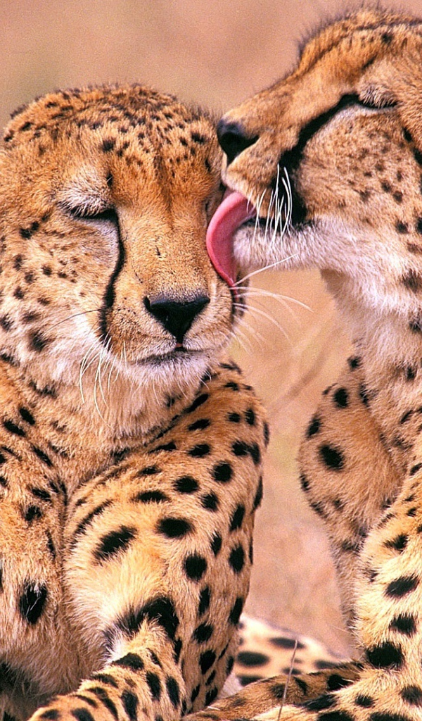 Южно-Африканские гепарды