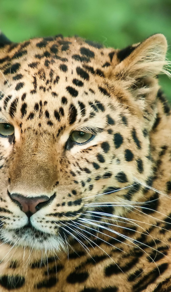 Спокойный взгляд леопарда