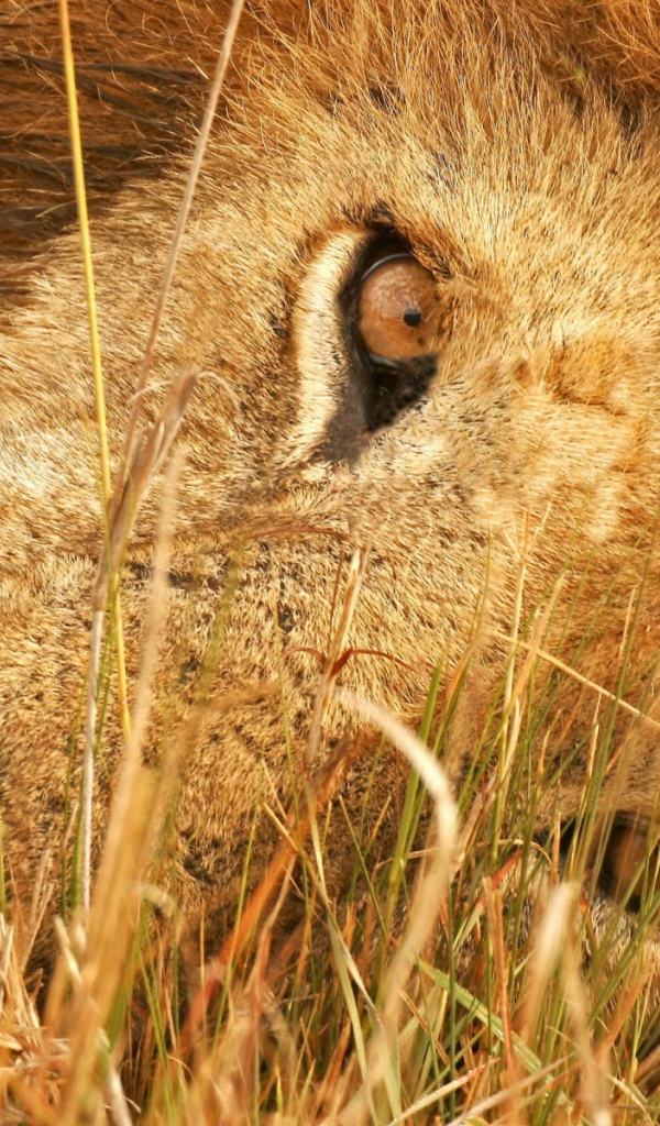 Глаза льва