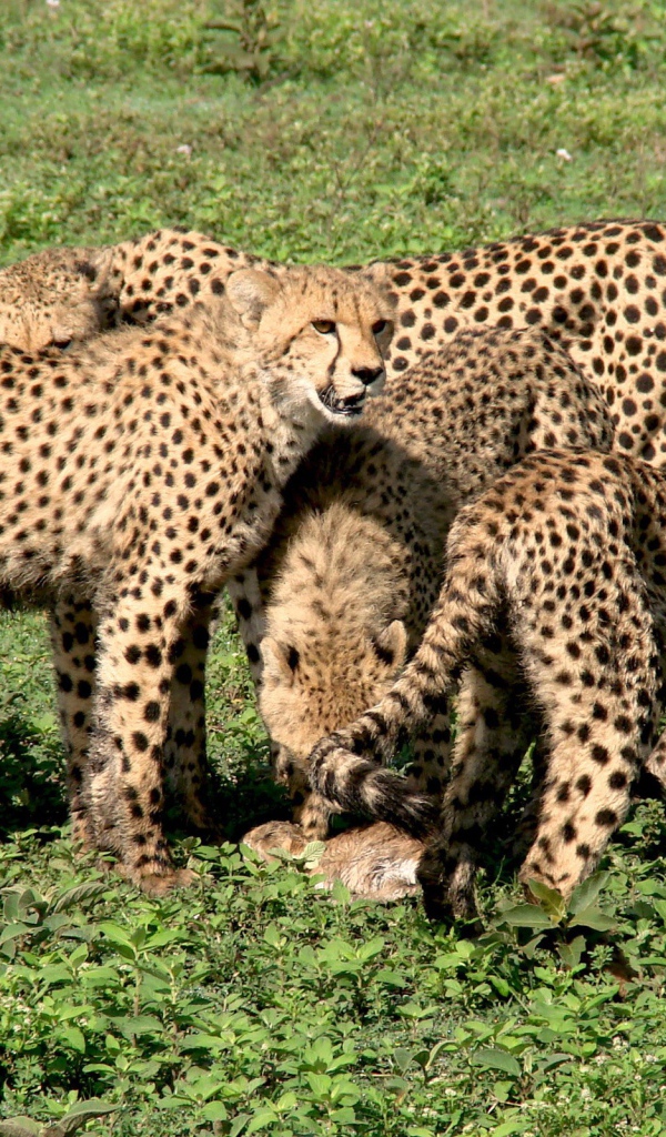 Семья гепардов