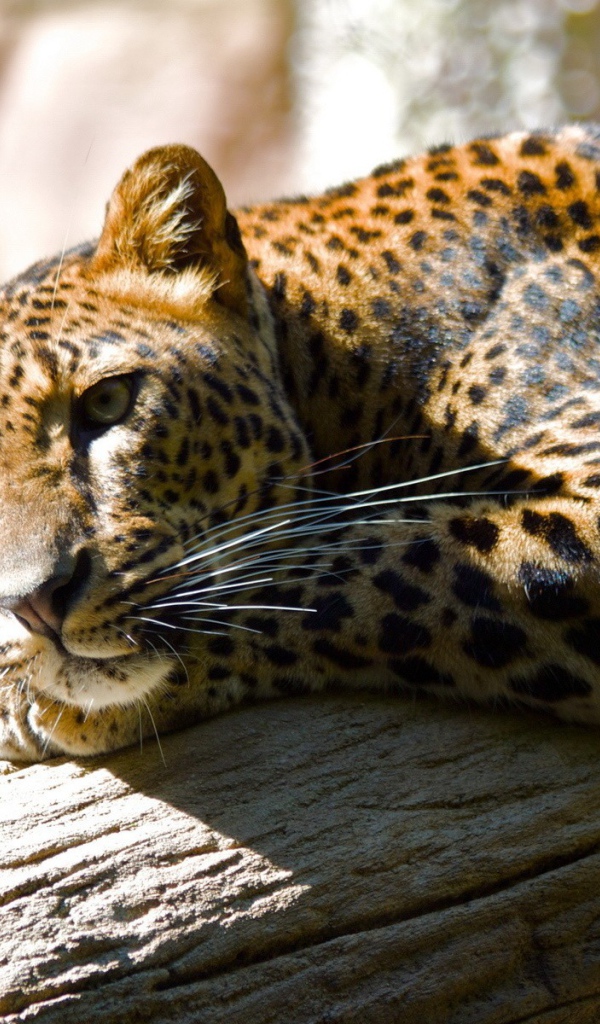 Леопард лежит на бревне