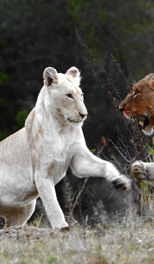 Лев альбинос