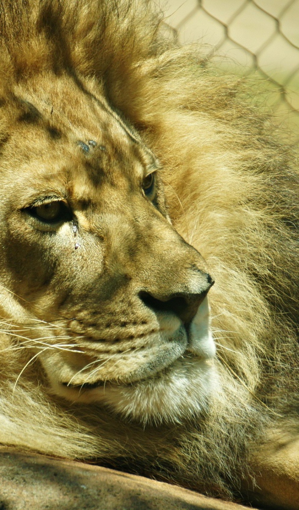 Лев лежит в клетке