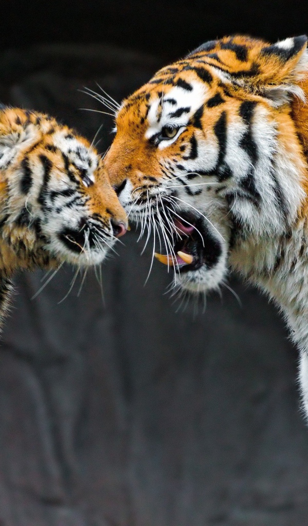 Встреча двух тигров