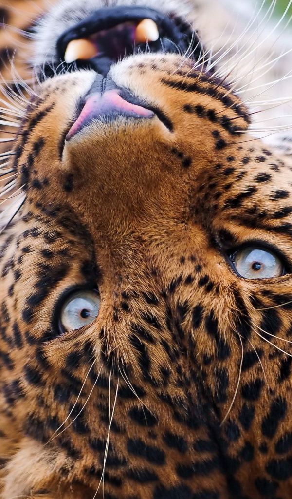 Морда лежачего леопарда