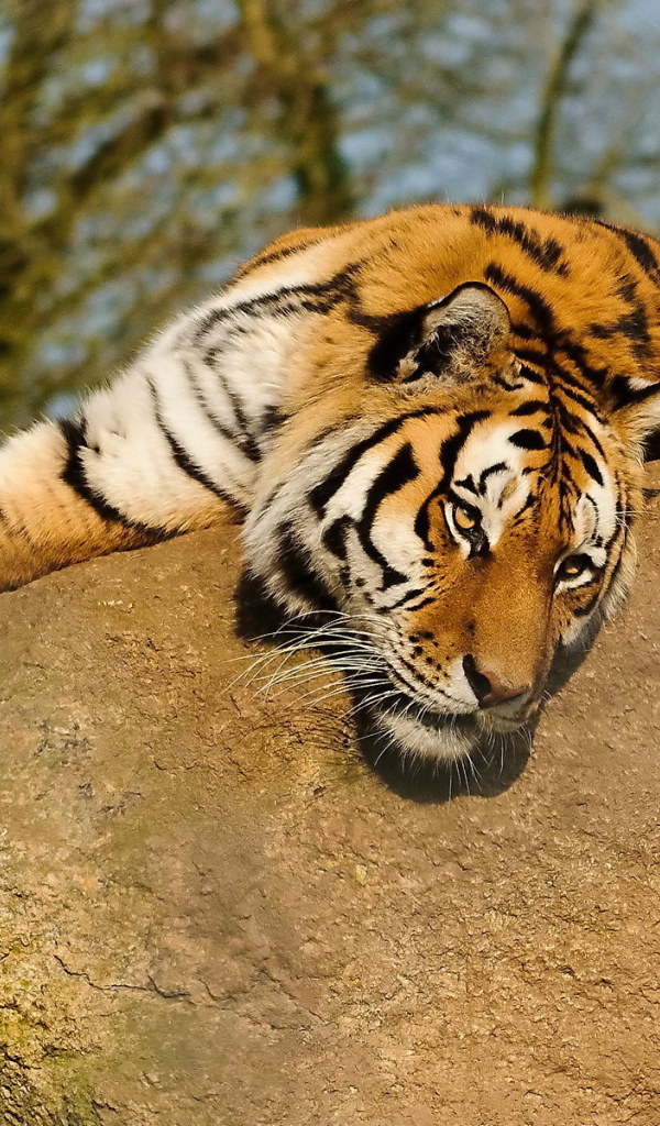 Тигр лежит на камне