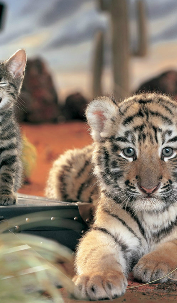 Тигренок и котенок