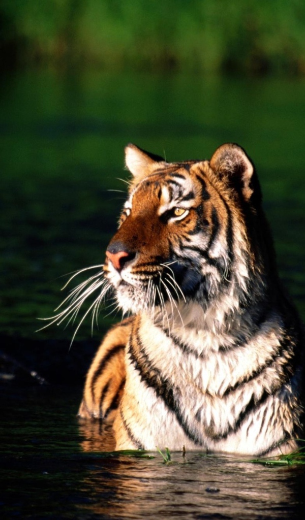 Тигр купается