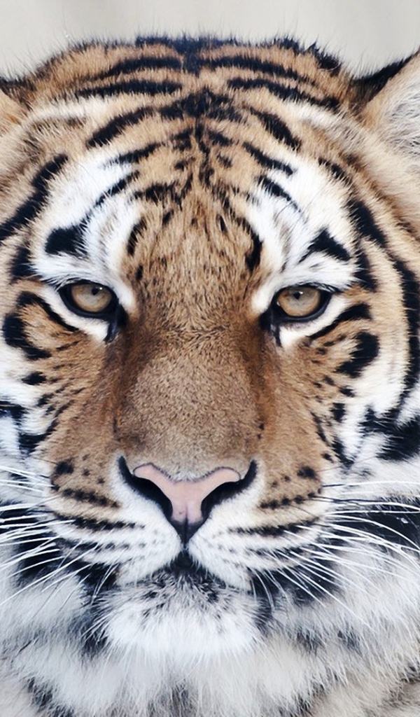 Тигр вблизи