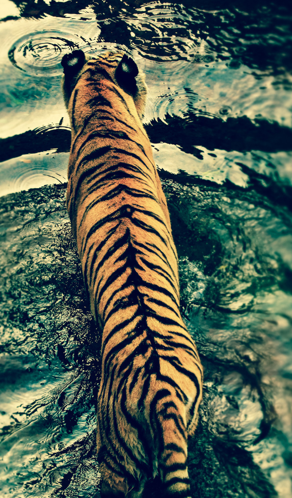 Тигр решил искупаться