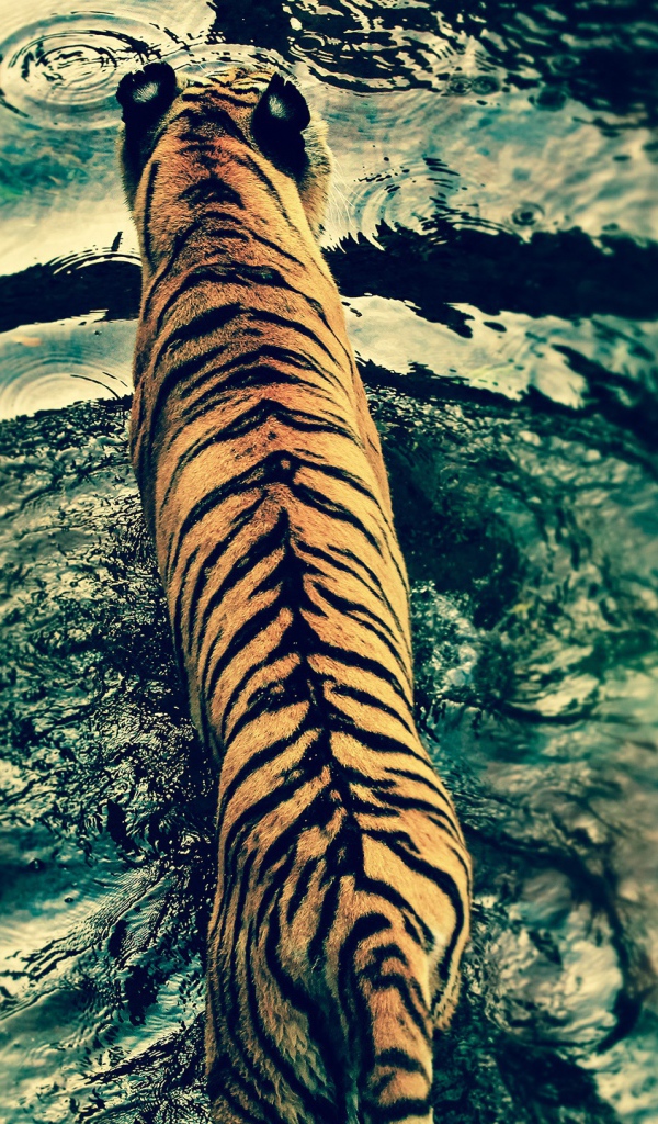 Тигр в царстве животных