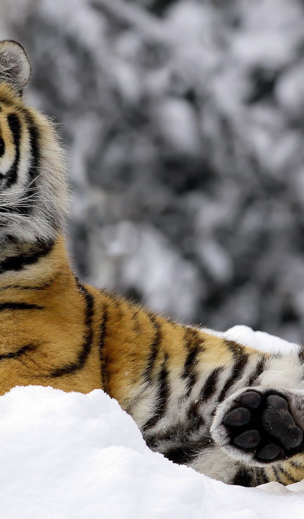 Тигр зимой 