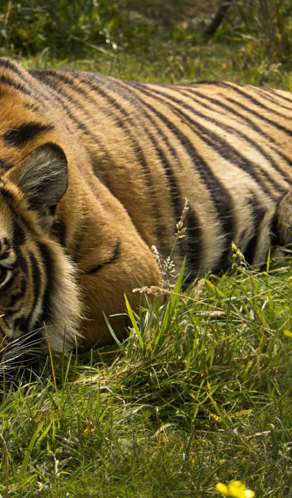 Тигр лежит в траве