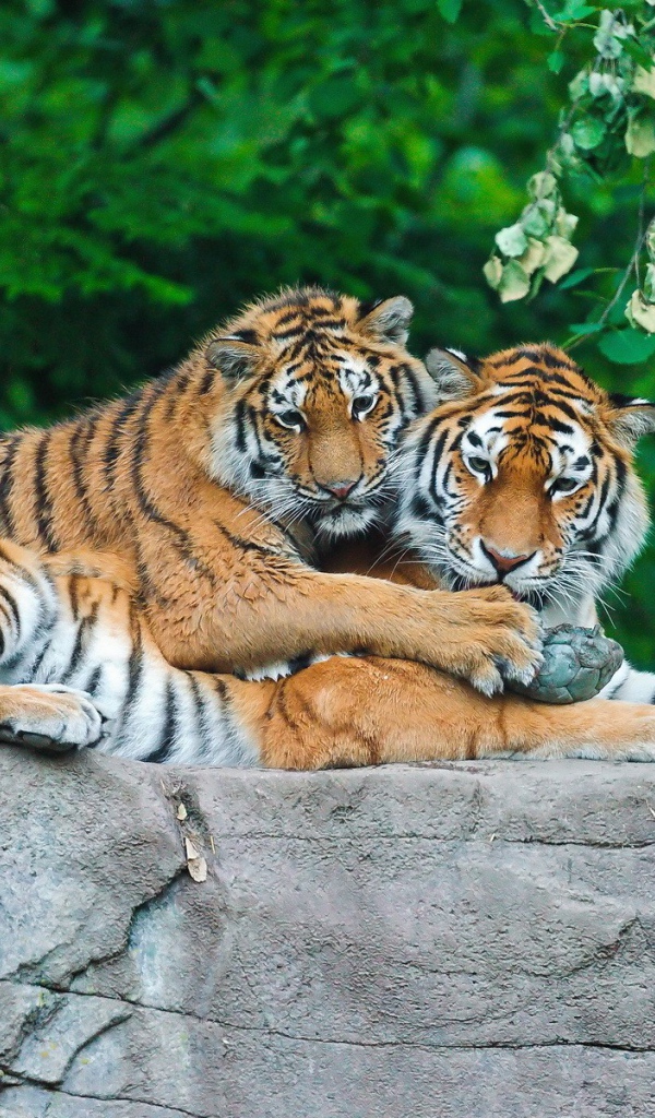 Тигриная пара